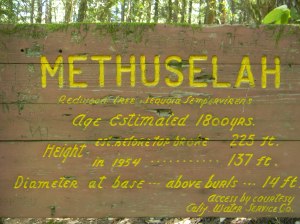 This tree is crazy old!